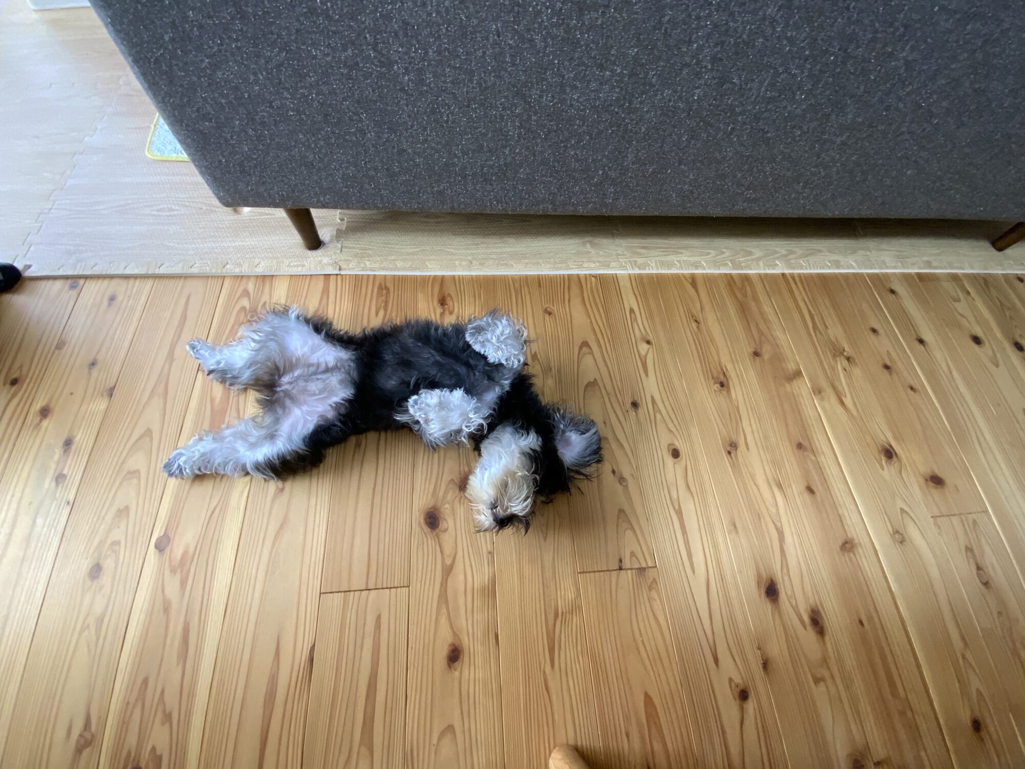 つくらしへ引越してから、除湿機の出番がありません♪